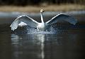 Sangsvane - Whopper swan (Cygnus cygnus) ad. landing